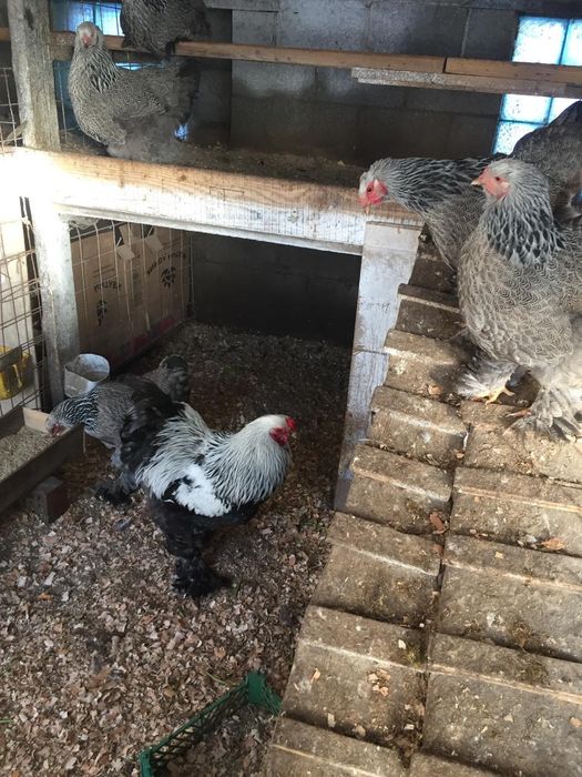 Инкубацыонные яйца Брама