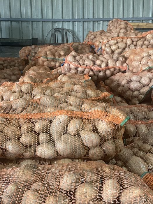 Cartofi consum,belarosa,captiva,arizona