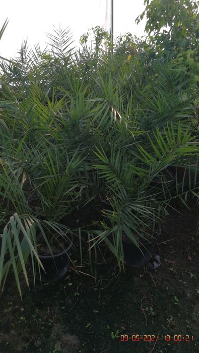 Palma Finik kanarskiy Kóchati