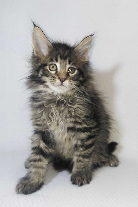 Maine Coon cu pedigree și aer de șef | lynxrunecode.com