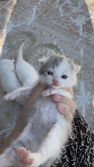 Котята веслоухие