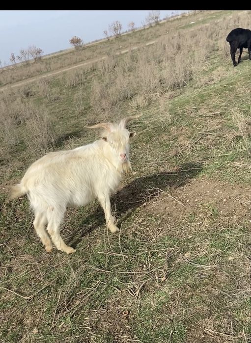 Козы мен ешкілер