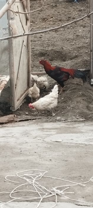 Buxoro viloyati Gʻijduvon tumanida