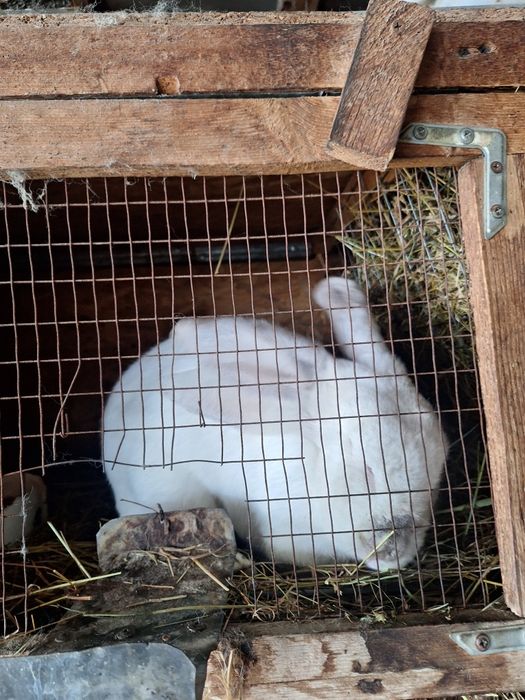 Продам недорого кроликов