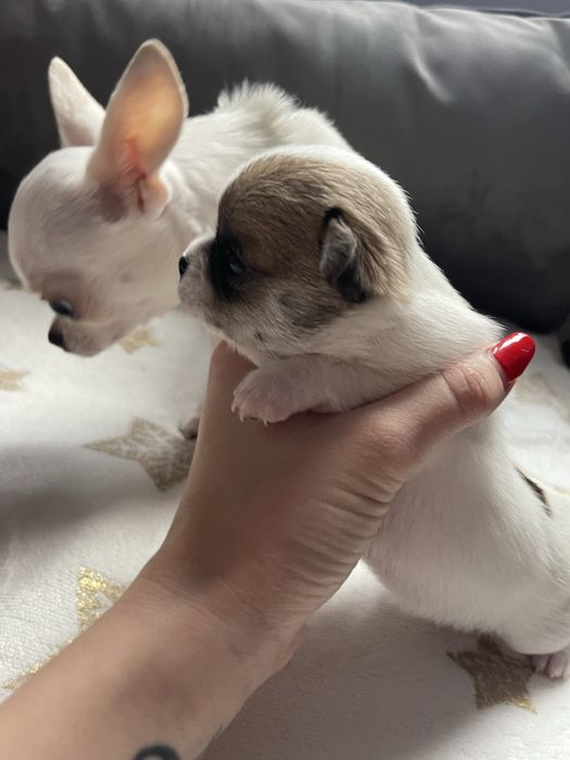 Продавам кученца чихуахуа