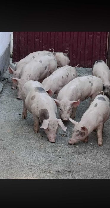 Малки Прасета,Прасенца 25кг +