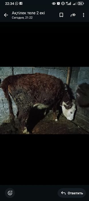 Продается телка белоголовая