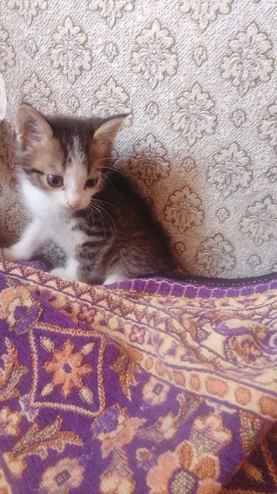 Отдам котят в хорошие руки мальчик и девочка