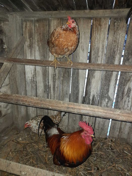 Gaini  pitice si cocosei