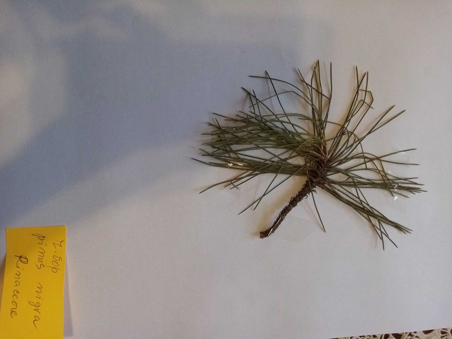 Хербарии студенти-Систематичен