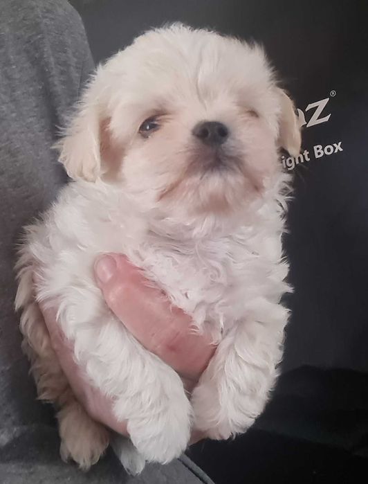 Мальтипу щенки мальтипушки