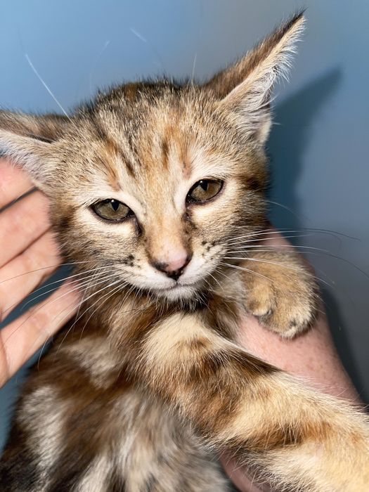 Бенгальский котёнок