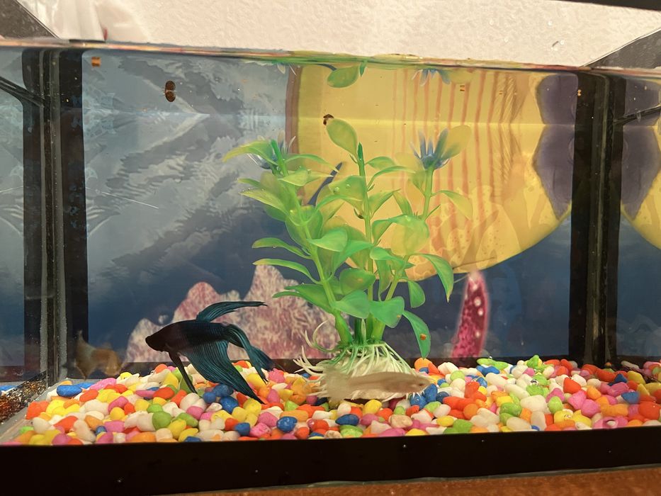 Рыбки петушок  продаю актобе