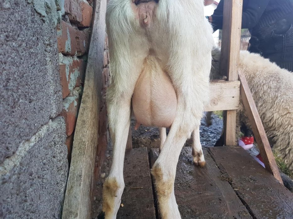 Vând capre cu iezi