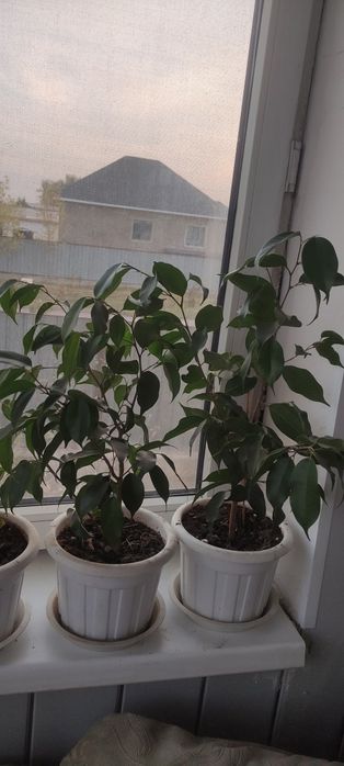 Фикусы  Бенджамина