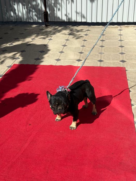 Французкий бульдок