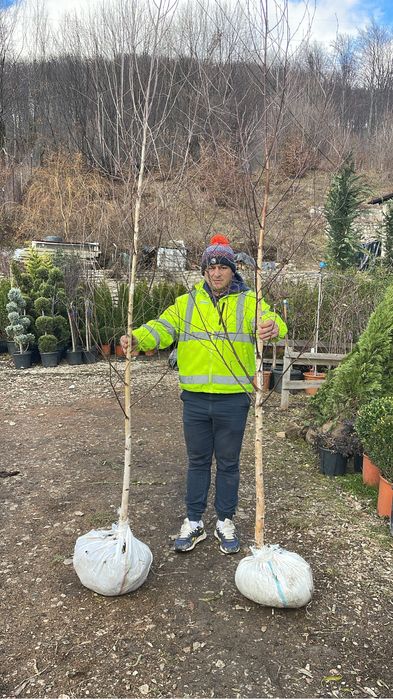 Mestecan cu coaja alba decorativ pentru gradina dumneavoastra