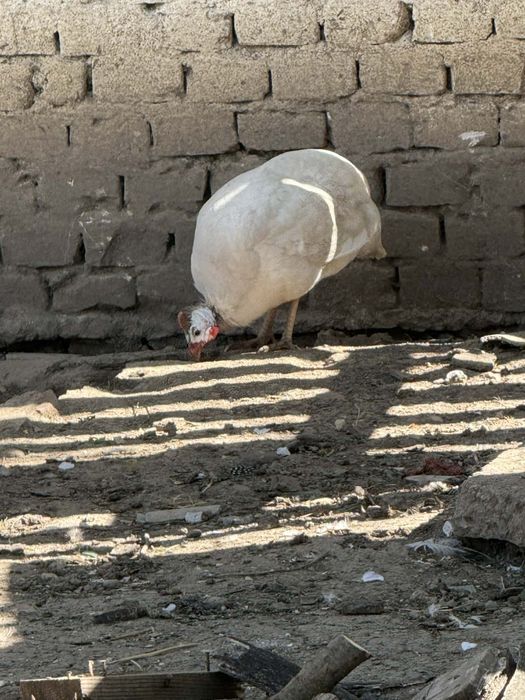 Mascul prepelita pentru imperechere