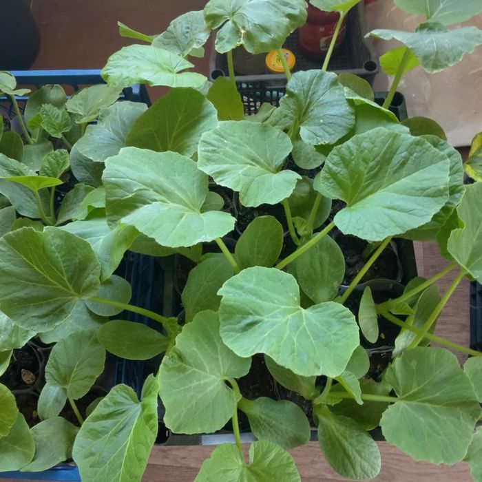 Рассада дачная, крепкая