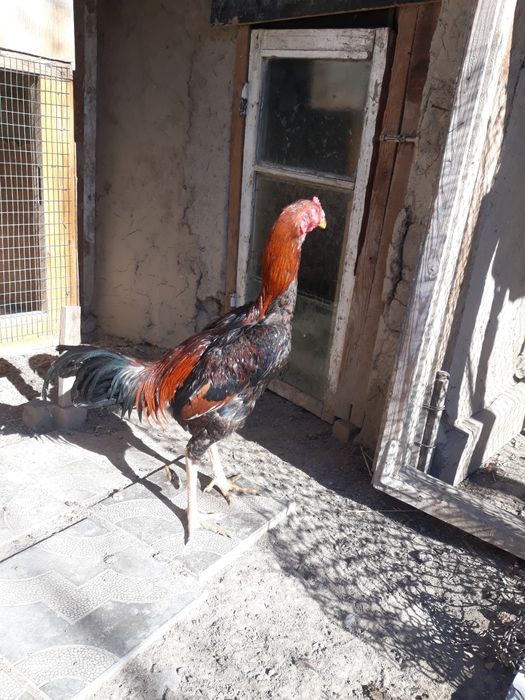 dakan xõroz sotiladi   kelishamiz