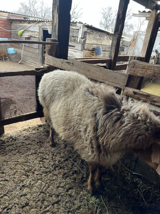 Кошкар сатамын семіз стоякта тур