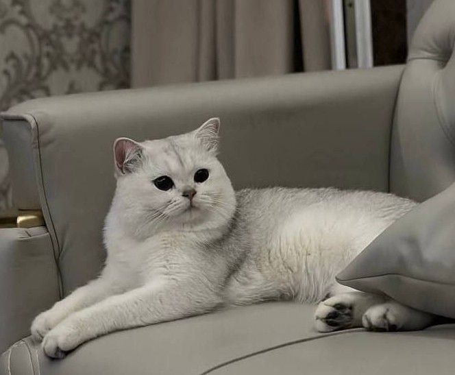 ВЯЗКА!!! Британец серебро шиншилла