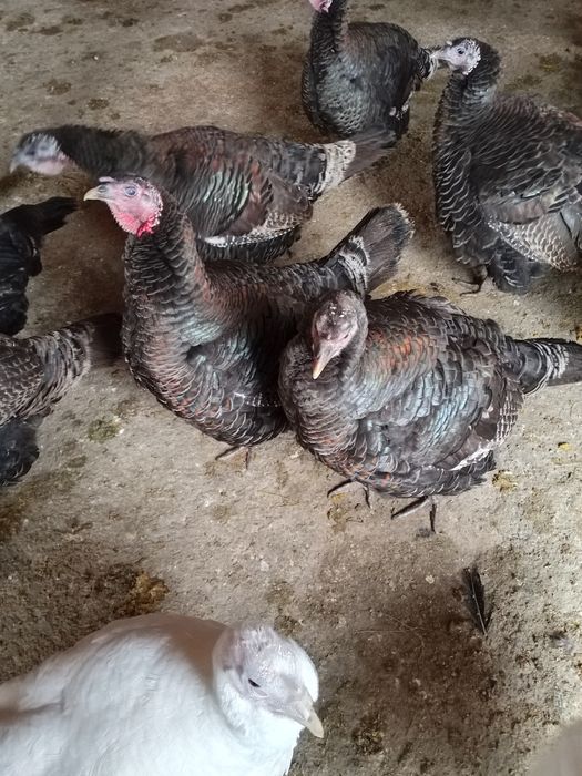 Индюшки мекендер