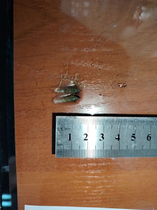 Продаю улитки мелания