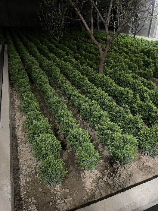 Шамшод кўчатлар 5 йиллик. Shamshod