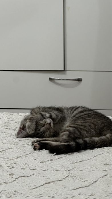 Отдаю котенка(девочка)