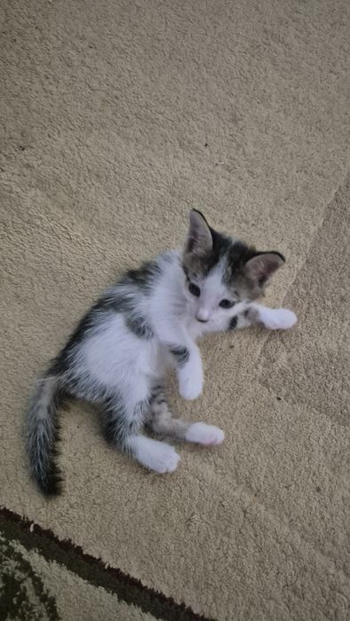 Домашний котик (м)