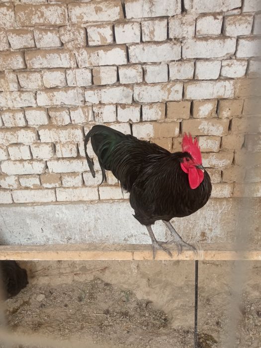 Jo'jalar Жужалар sotiladi