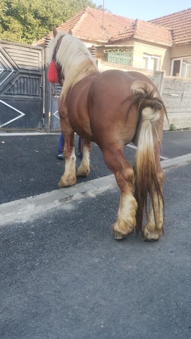 Vând cârlan de 3 pe 4 ani