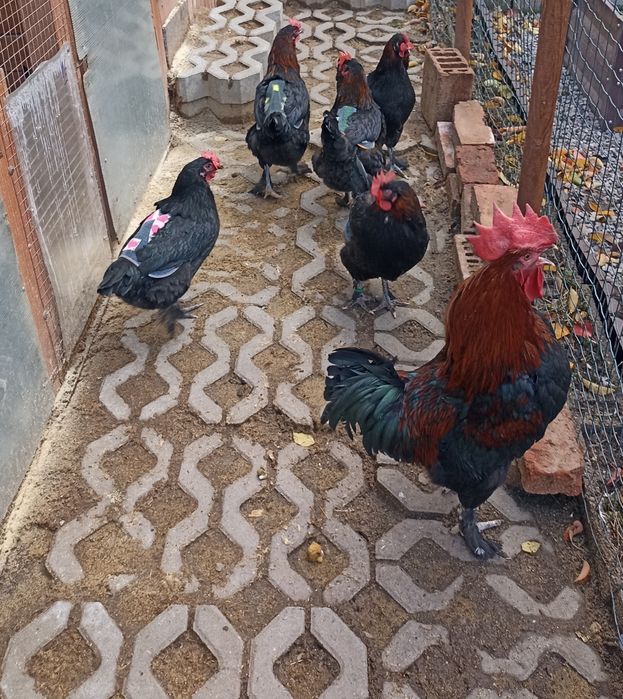 Разплодни/оплодени яйца