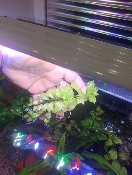 Аквариумные растения.