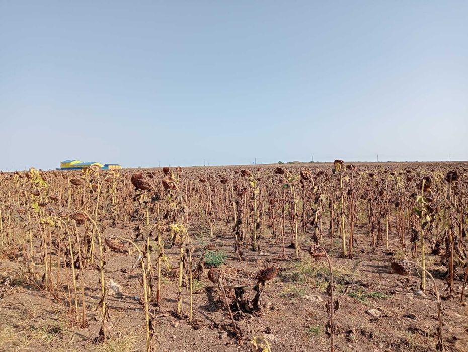 teren Limanu 500 mp , la 50 mde  soseaua Mangalia, la 200 m de Polux