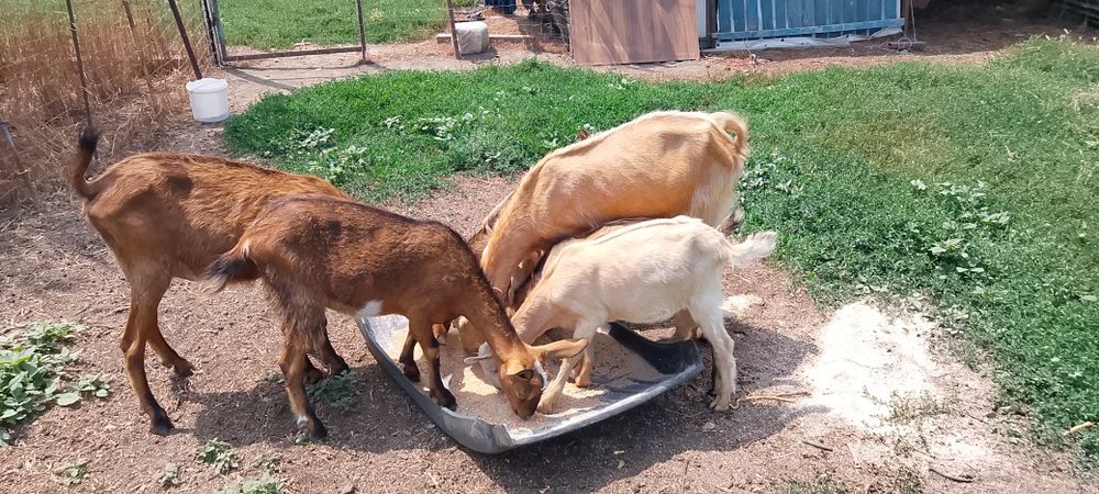 Vând capre  iezi la preț avantajos
