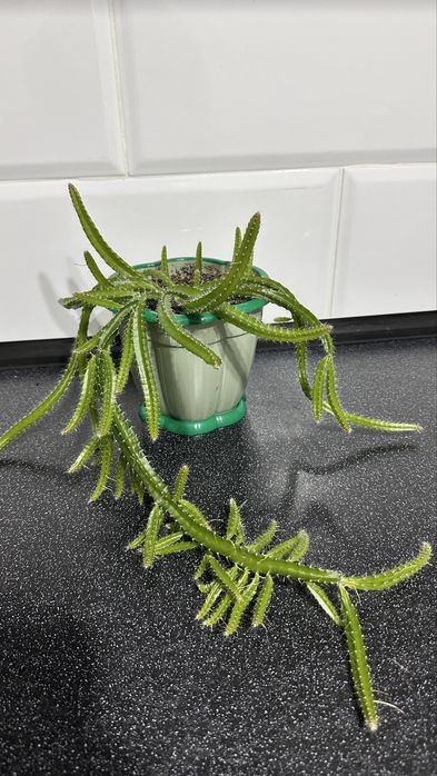 Декабрист,Эпипремнум,Филодендрон,Пелея,Хойя