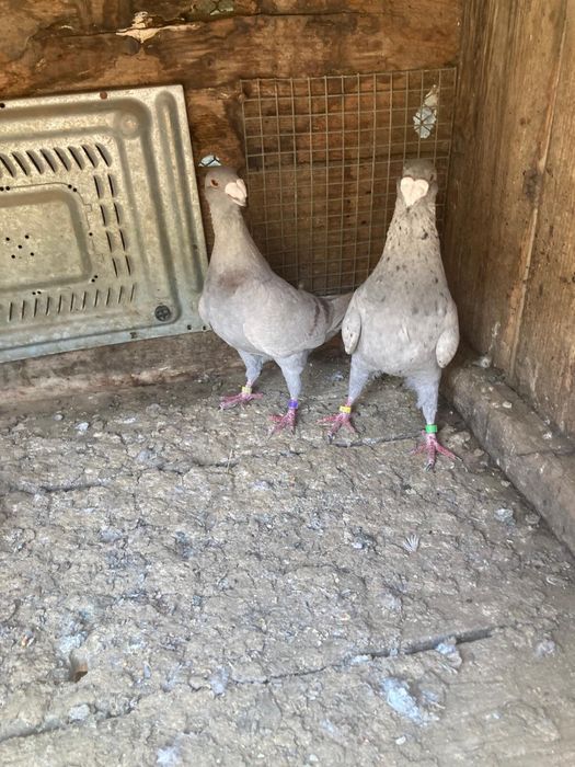 Vand porumbei rasa voiajori germani de frumusete