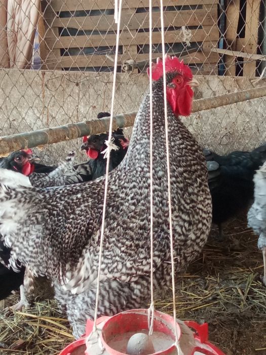 Инкубационные яйца