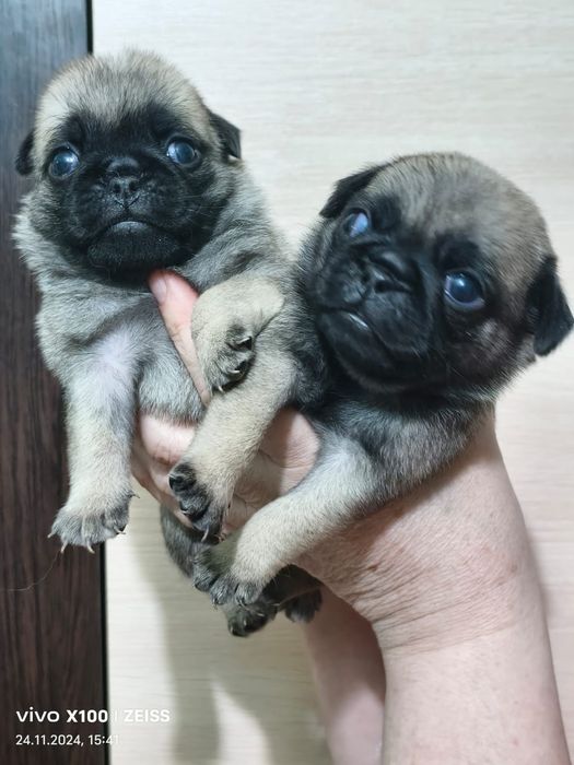 Очаровательные щенки Мопса.