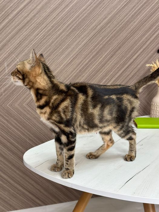 Бенгальская кошка
