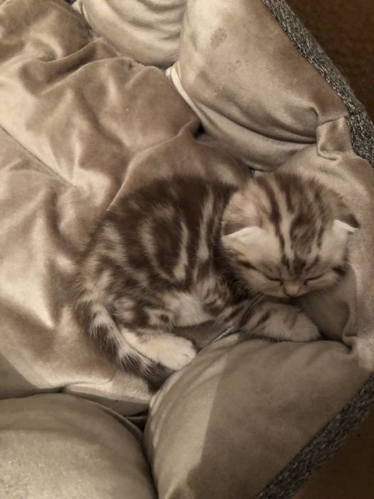 Котята Скоттиш приученые