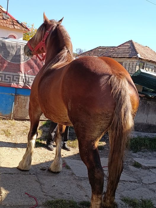Vând iapă de 5 ani mai multe detalii la tel