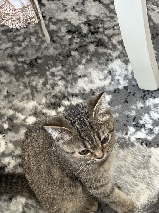 Mushk xafiyaga berladi mexrli qollarga