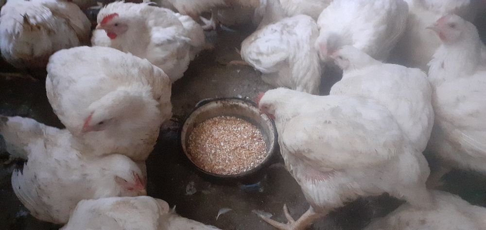 Pui și rațe de casă