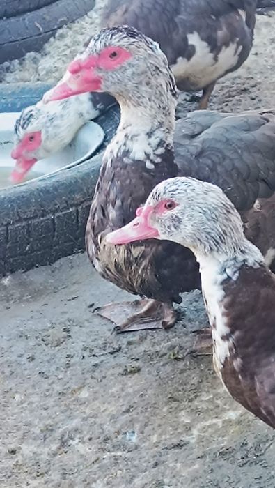 Селезень индоутки на племя