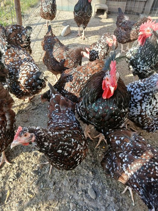 Vind gaini și cocoși sussex porțelan