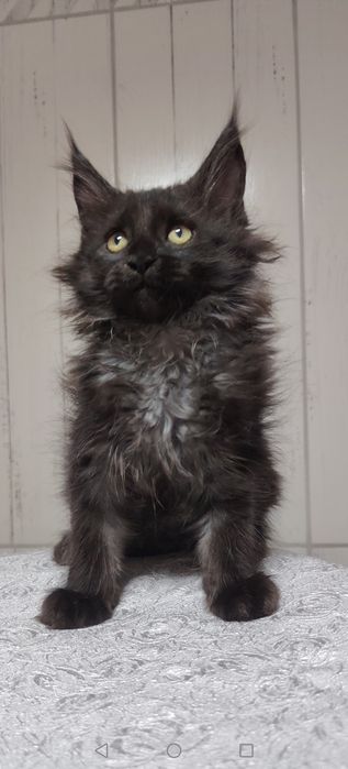 Котята-мейнкуны 2 месяца
