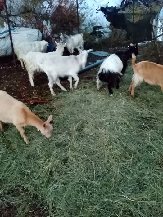 Vind 6 capre de tinut